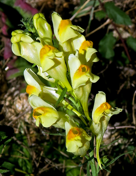 Linaria8a