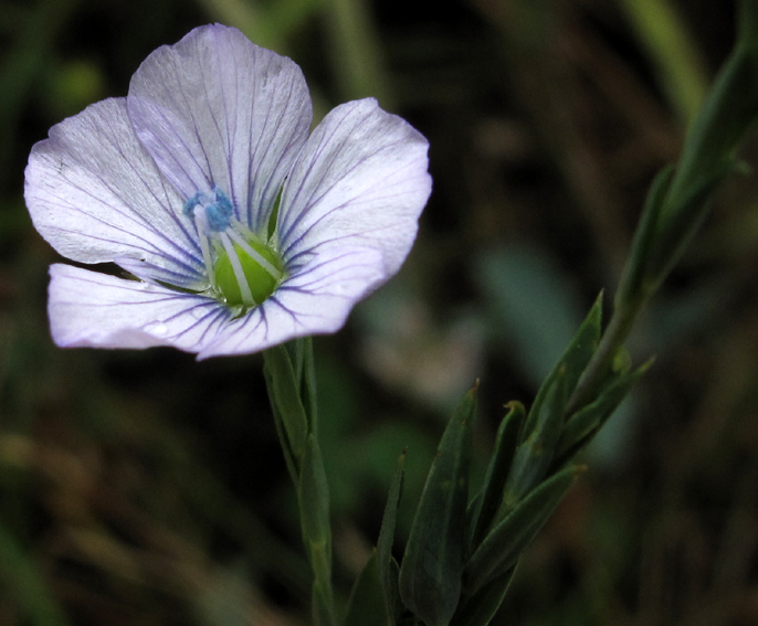 Linum11