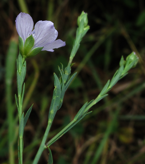 Linum10