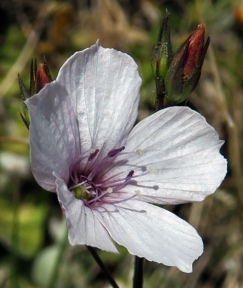 Linum1