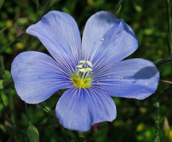 Linum19c