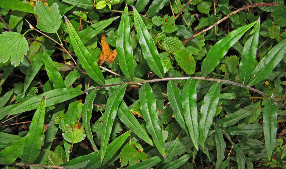 Lithospermum6b