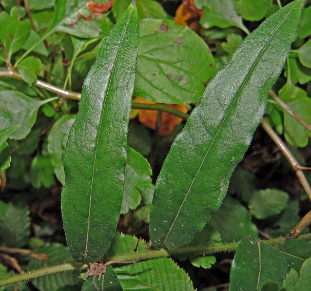 Lithospermum6c