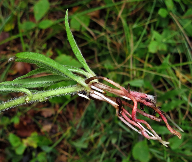 Lithospermum6d