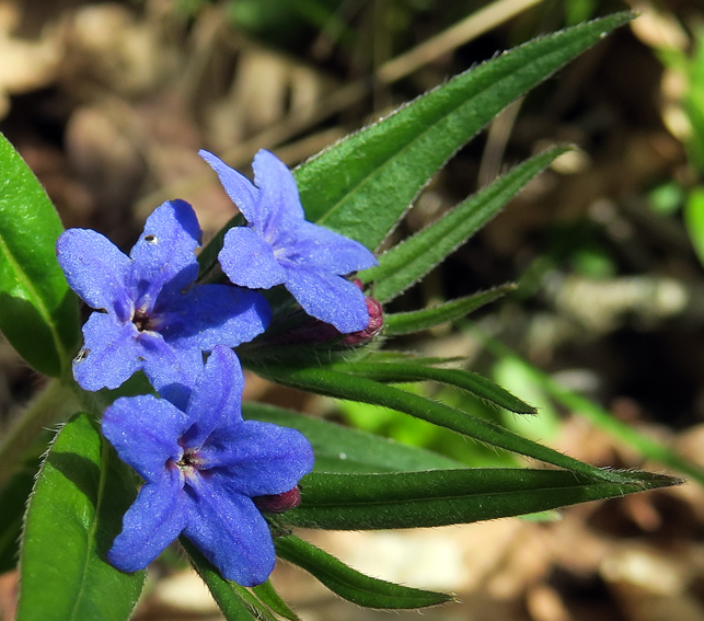 Lithospermum6g