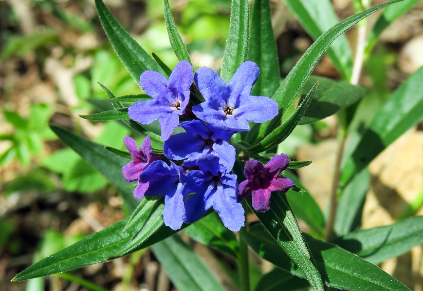 Lithospermum5