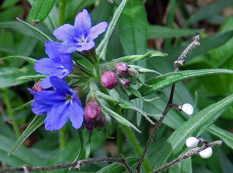 Lithospermum6