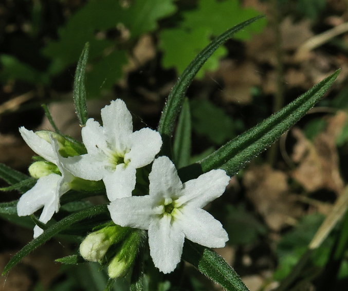 Lithospermum6k