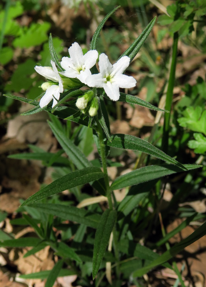 Lithospermum6j