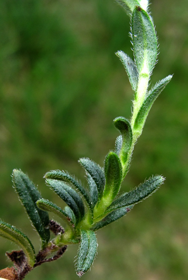 Lithodora3