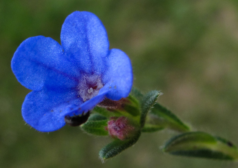 Lithodora4