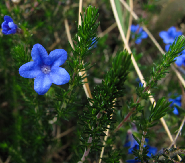 Lithodora2