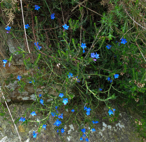 Lithodora1