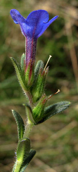 Lithodora4