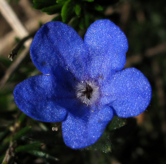 Lithodora6