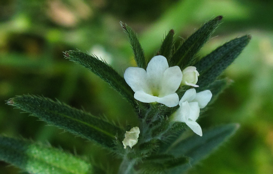 Lithospermum11