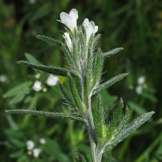 Lithospermum9