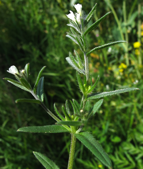 Lithospermum7