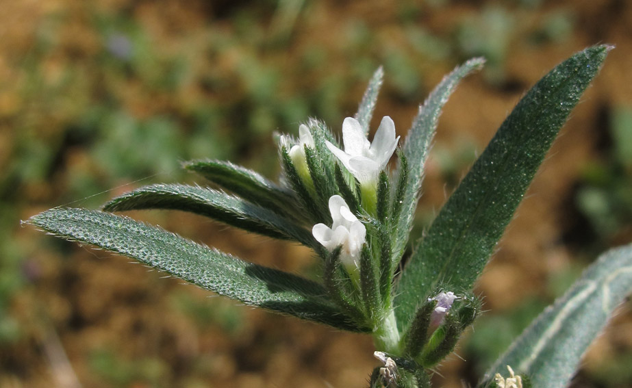 Lithospermum10