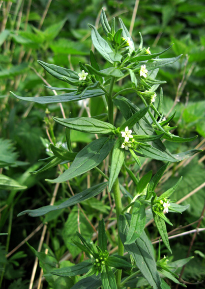 Lithospermum1