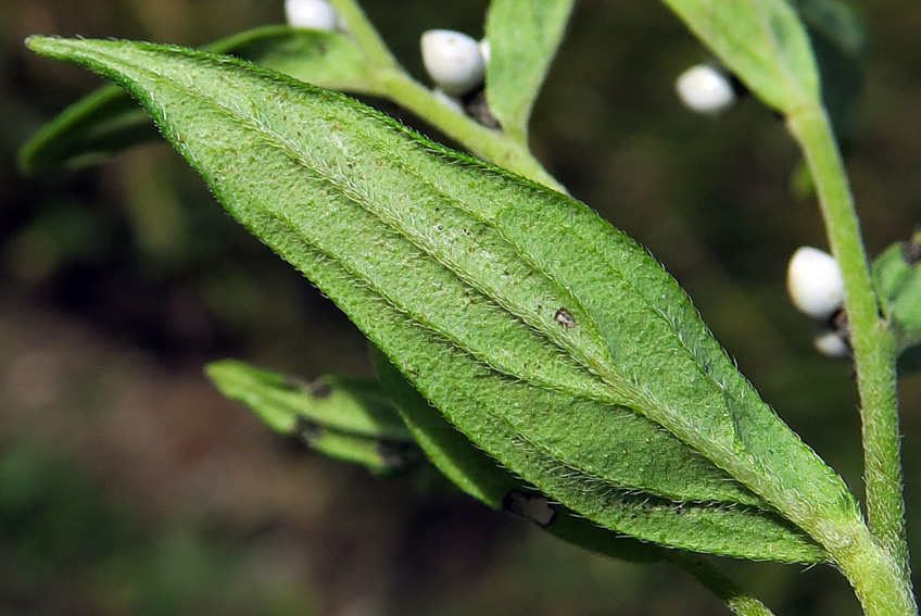 Lithospermum2