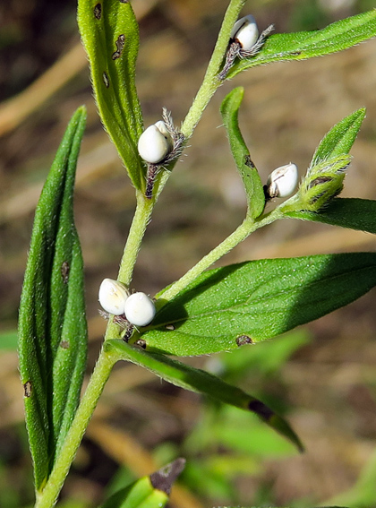 Lithospermum3a0