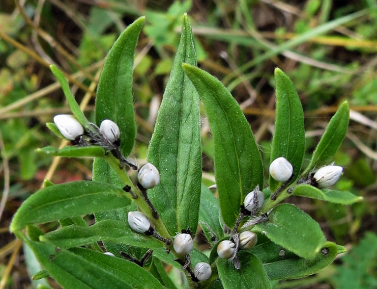 Lithospermum3b