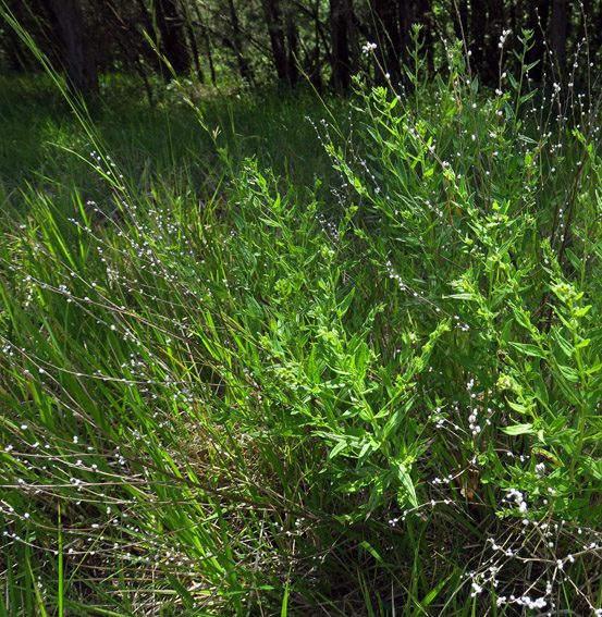 Lithospermum3b