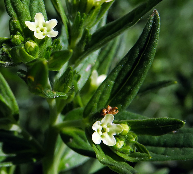 Lithospermum3d