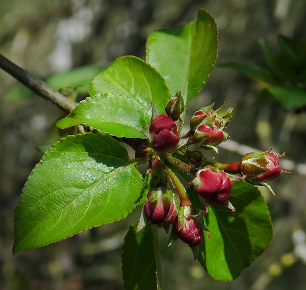 Malus4b