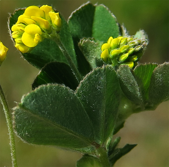 medicago10