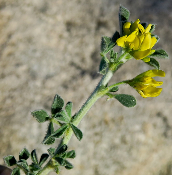 Medicago29