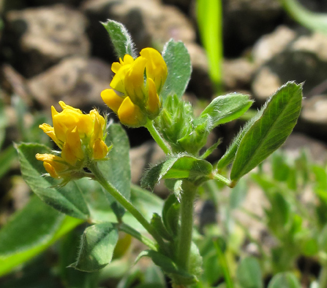 Medicago14