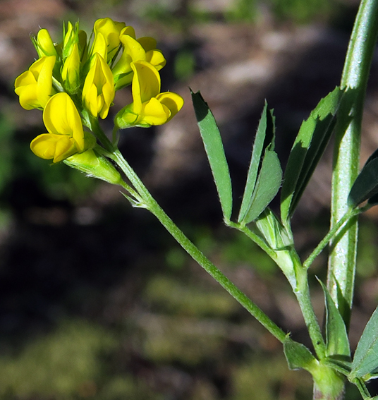 Medicago3b