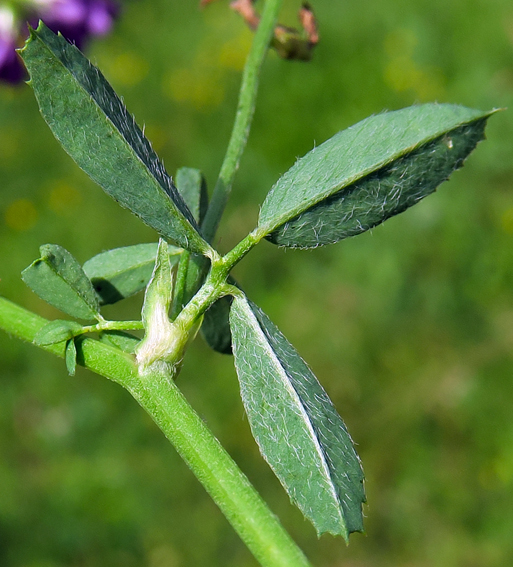 Medicago6