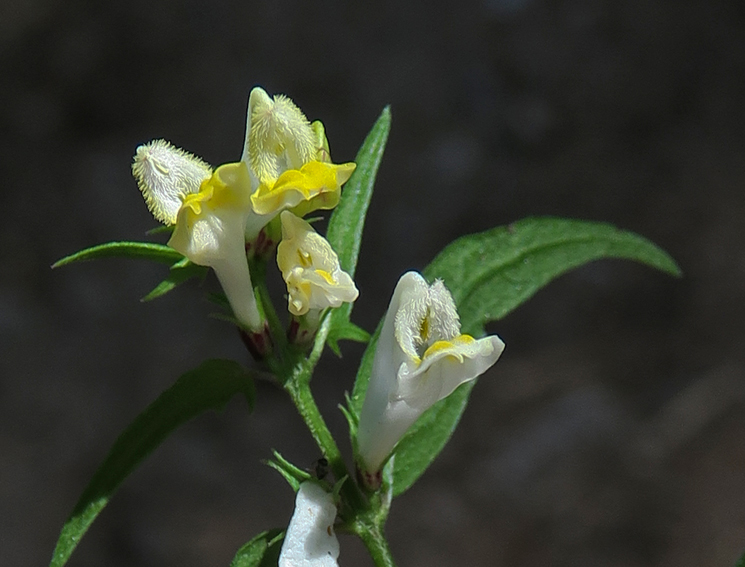 Melampyrum11