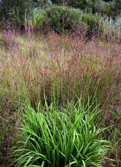 Molinia1