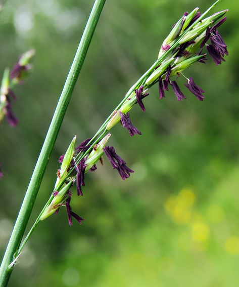 Molinia3