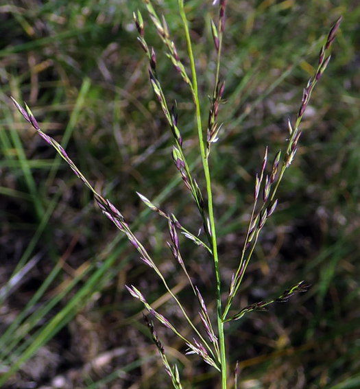 Molinia2b