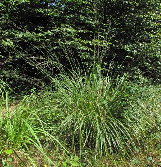 Molinia5