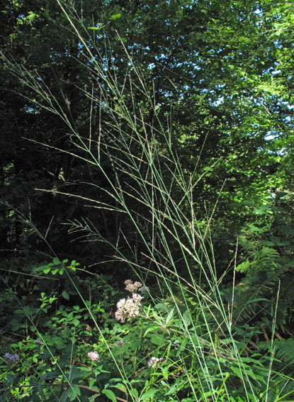 Molinia6
