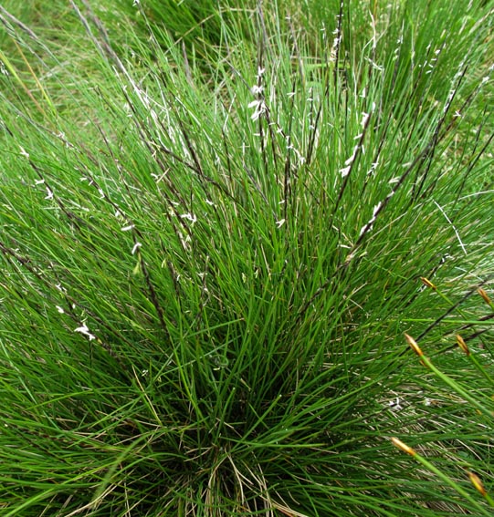 Nardus1
