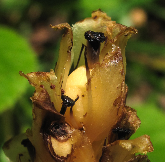 Monotropa5