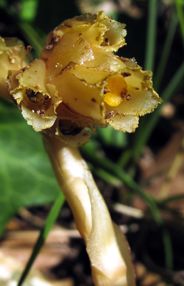 Monotropa1a