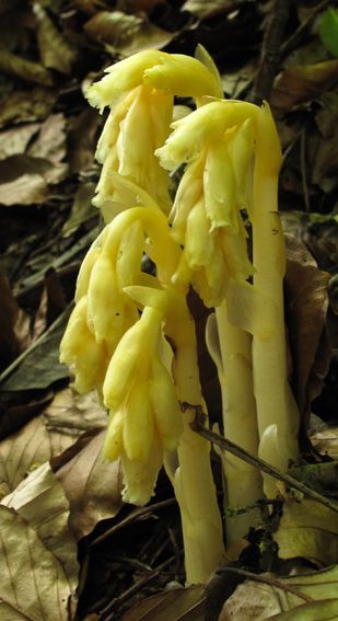 Monotropa0