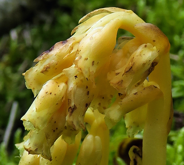 Monotropa6