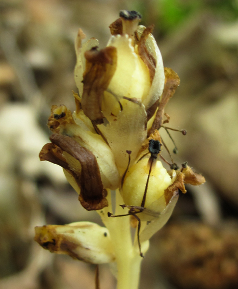 Monotropa1a