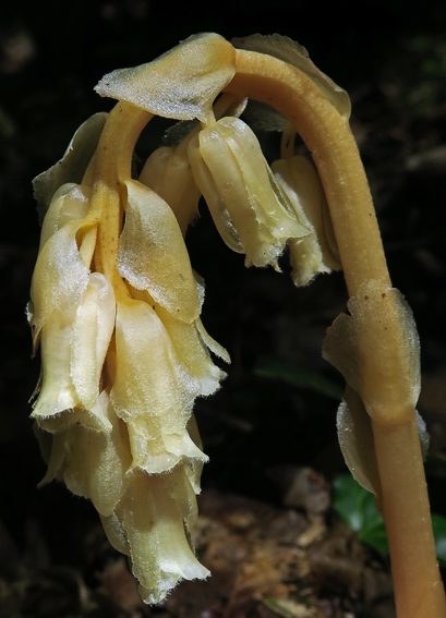 Monotropa1