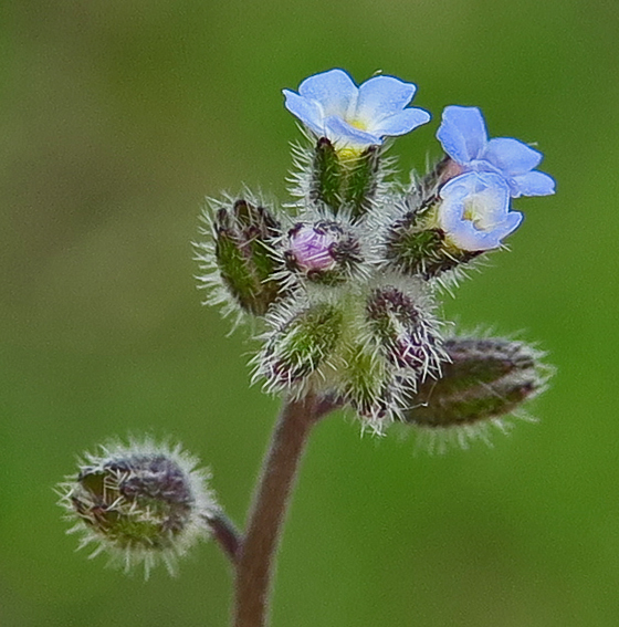 Myosotis10