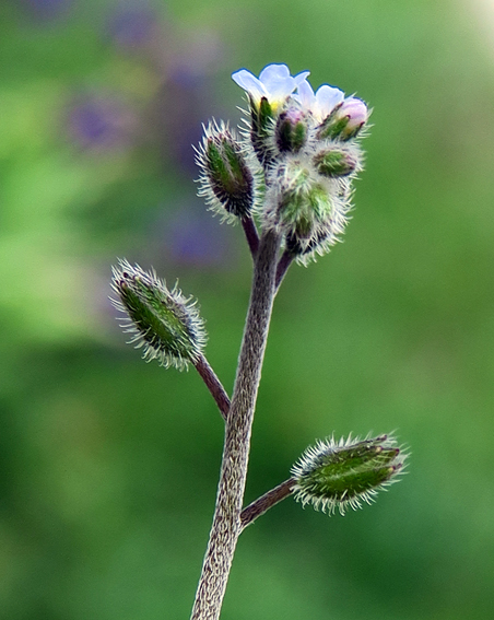 Myosotis5a